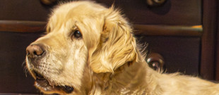 Canisterpia očami certifikovaného canisterapeuta. Canisterpia očami certifikovaného canisterapeuta.